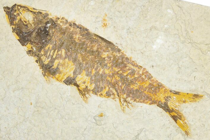 Detailed Fossil Fish (Knightia) - Wyoming #348067